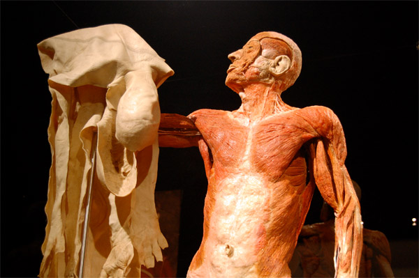 uno dei manichini presenti in Body Worlds