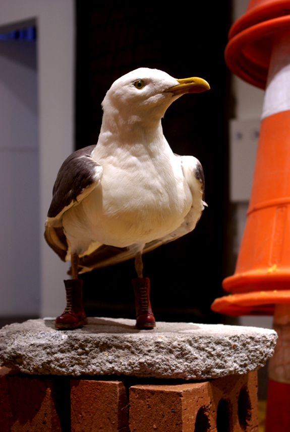 steven-seagull-sz