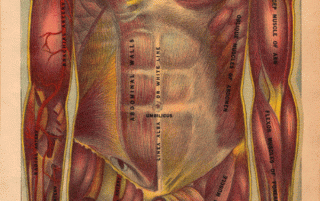 Maria-Popova-Anatomical-Animations-from-1901-3