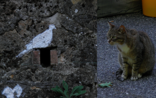 Francesco, il gatto che mi seguiva.