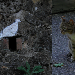 Francesco, il gatto che mi seguiva.