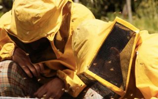 il-tempo-delle-api-documentario