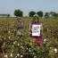 Cotton Farmer